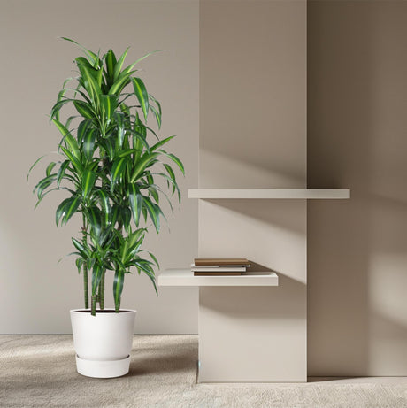 Dracaena Hawaiiana Carrousel
