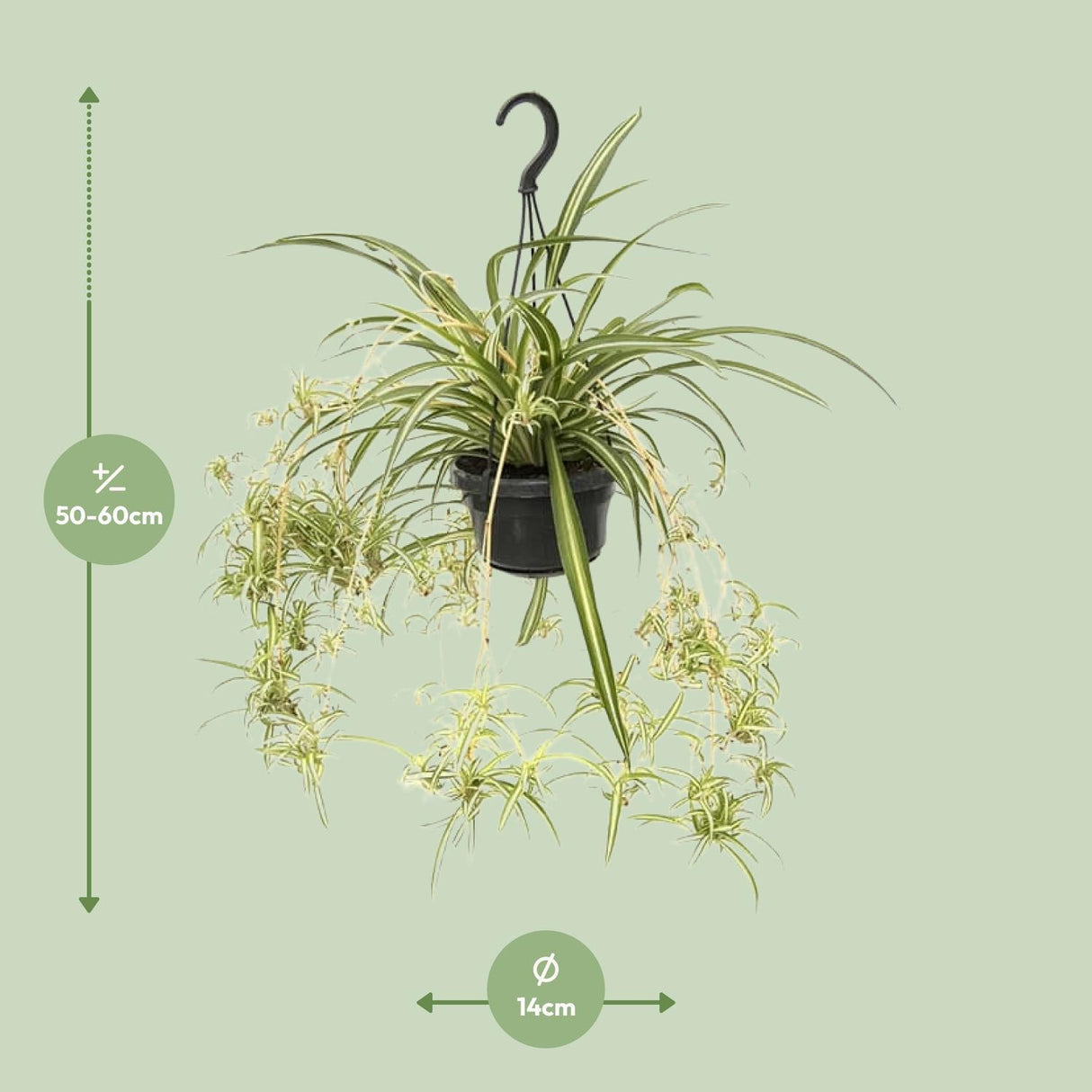 Chlorophytum Comosum Variegatum