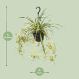 Chlorophytum Comosum Variegatum
