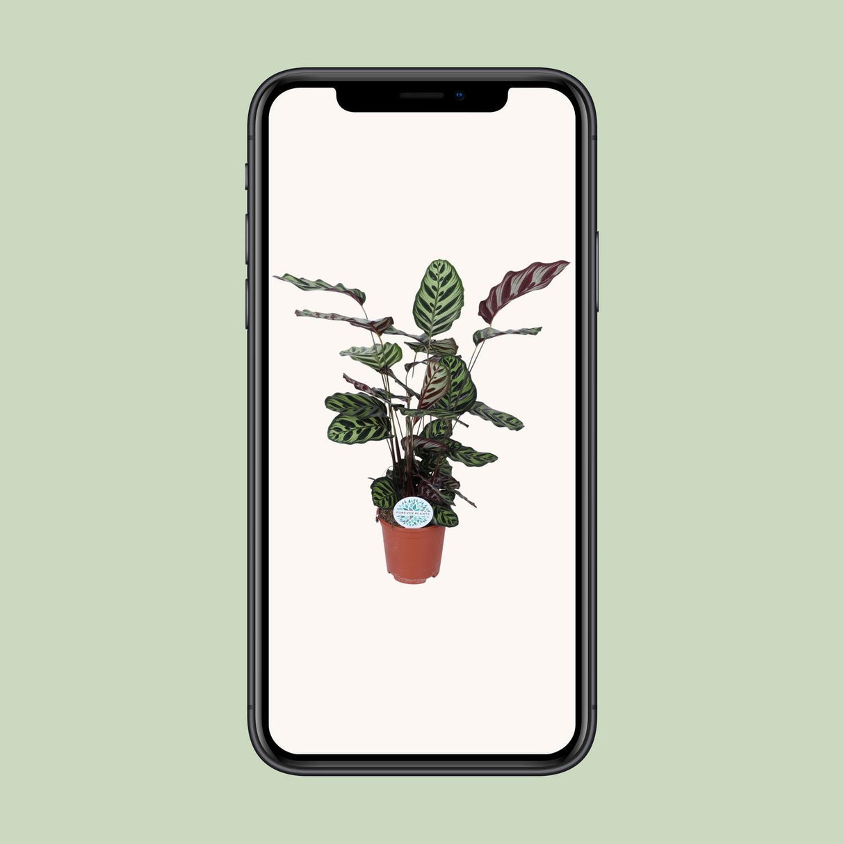 Calathea Makoyana