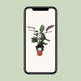 Calathea Makoyana