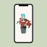Caladium stang - Ø12cm - ↕25cm