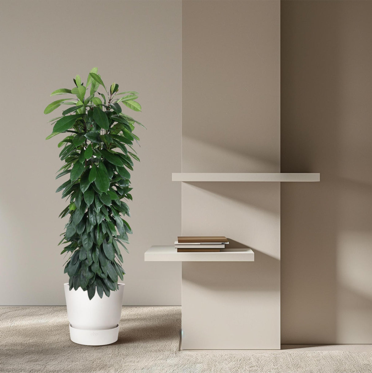 Ficus Cyatistipula Column