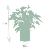 Anthurium andreanum Black Love incl. PURE zinc - 45cm - Ø12