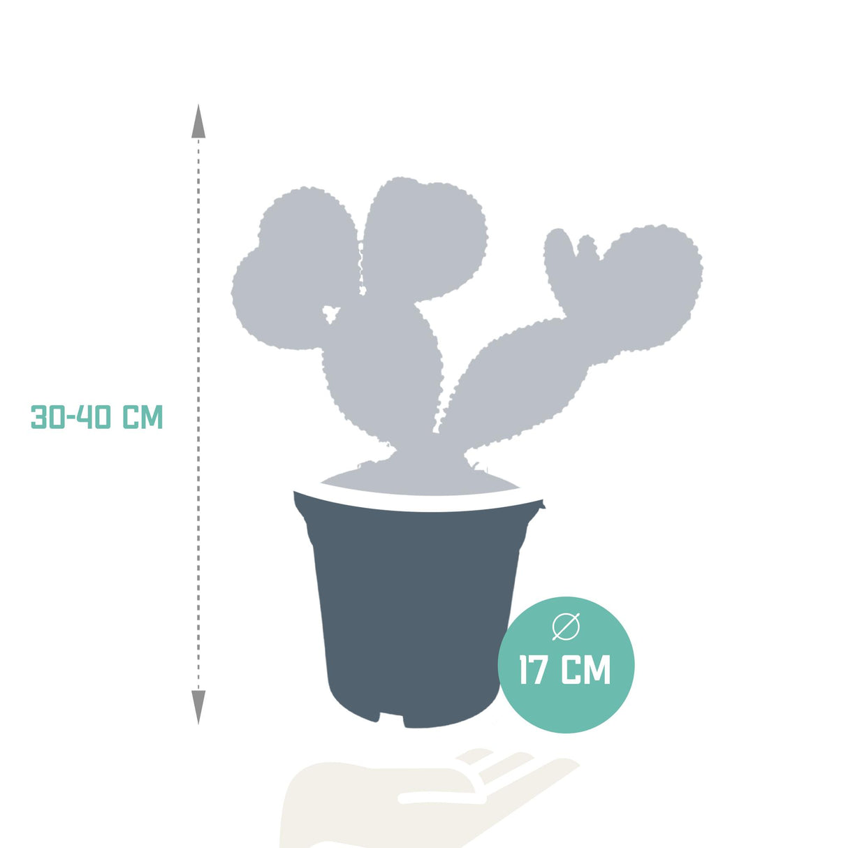 Opuntia Microdasys