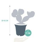 Opuntia Microdasys