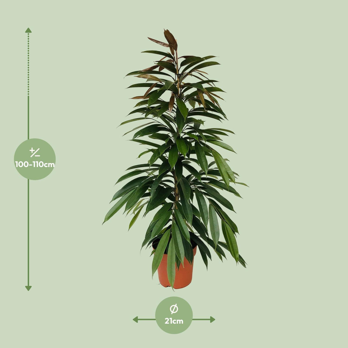 Ficus Binnendijkii Amstel King