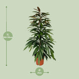 Ficus Binnendijkii Amstel King