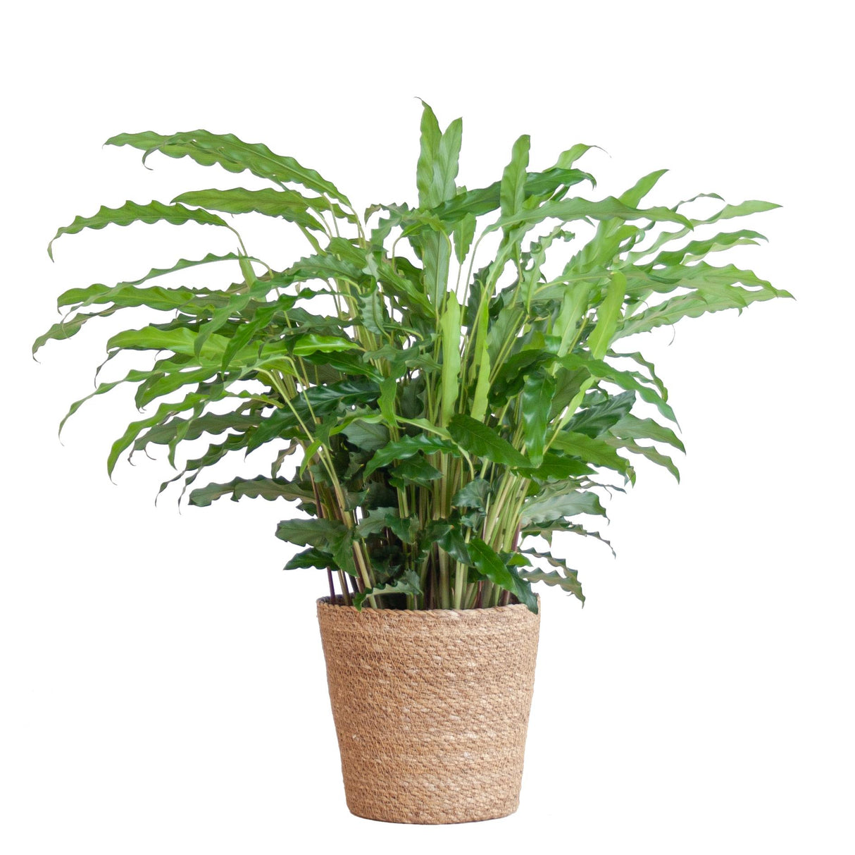 Calathea Rufibarba