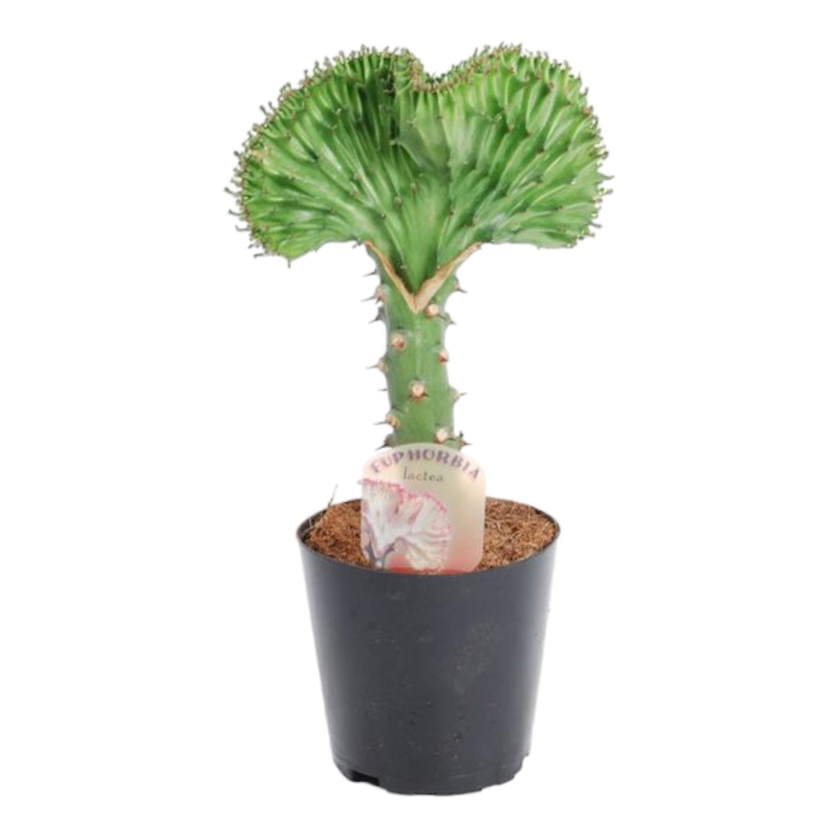 Euphorbia lactea Cristata green