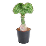 Euphorbia lactea Cristata green