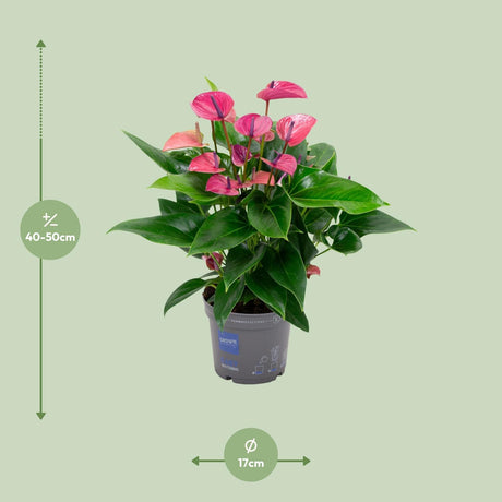 Anthurium KARMA Lilla - Ø17cm - ↕50cm