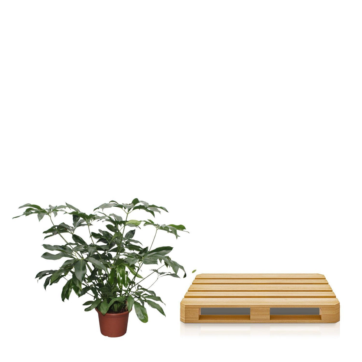 Philodendron Green Wonder