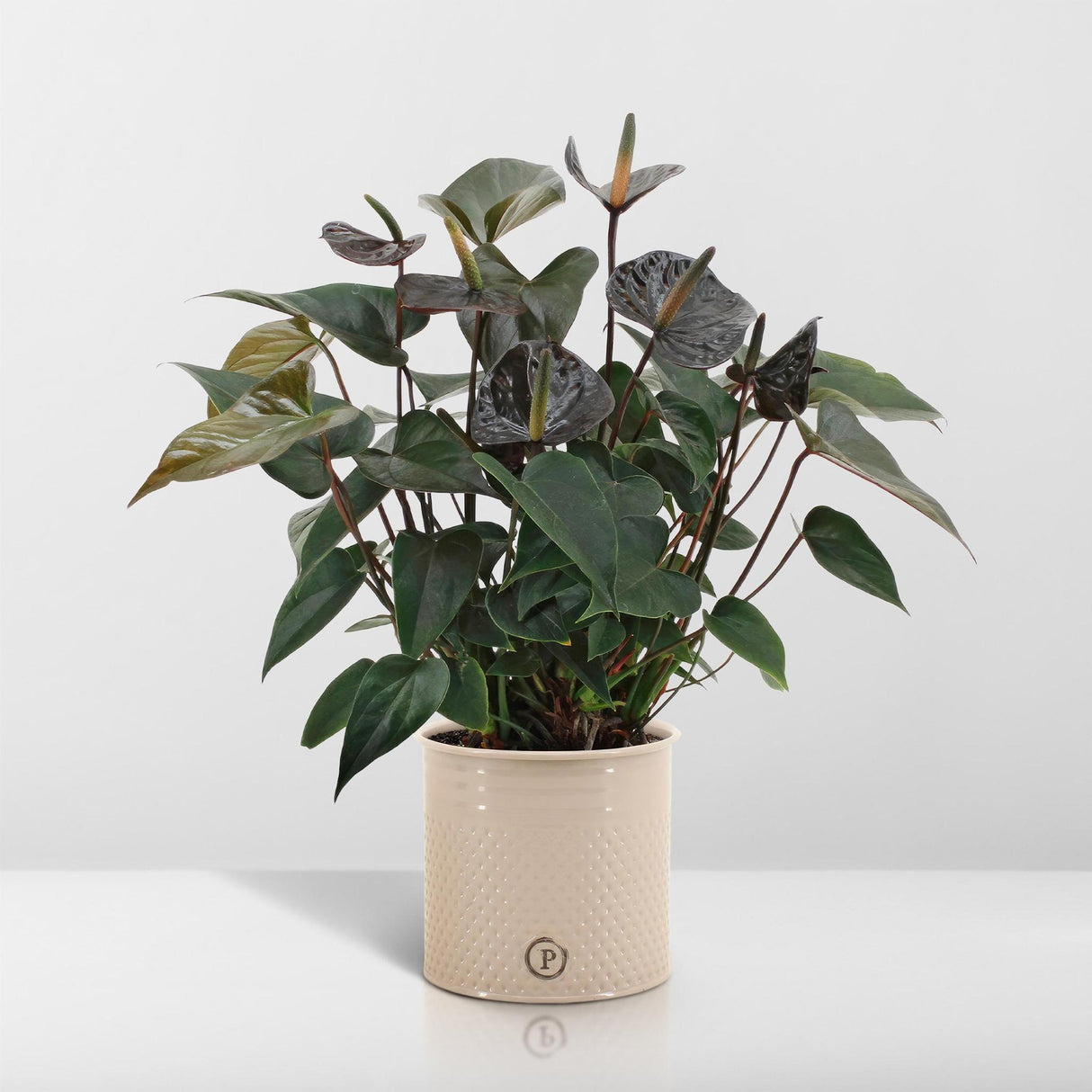 Anthurium andreanum Black Love incl. PURE zinc - 45cm - Ø12