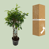 Ficus Benjamina Exotica