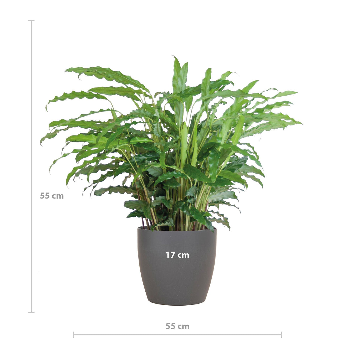 Calathea Rufibarba