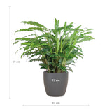 Calathea Rufibarba