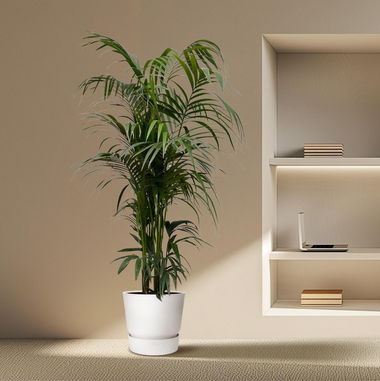 Kentia palm