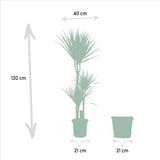 Dracaena with basket