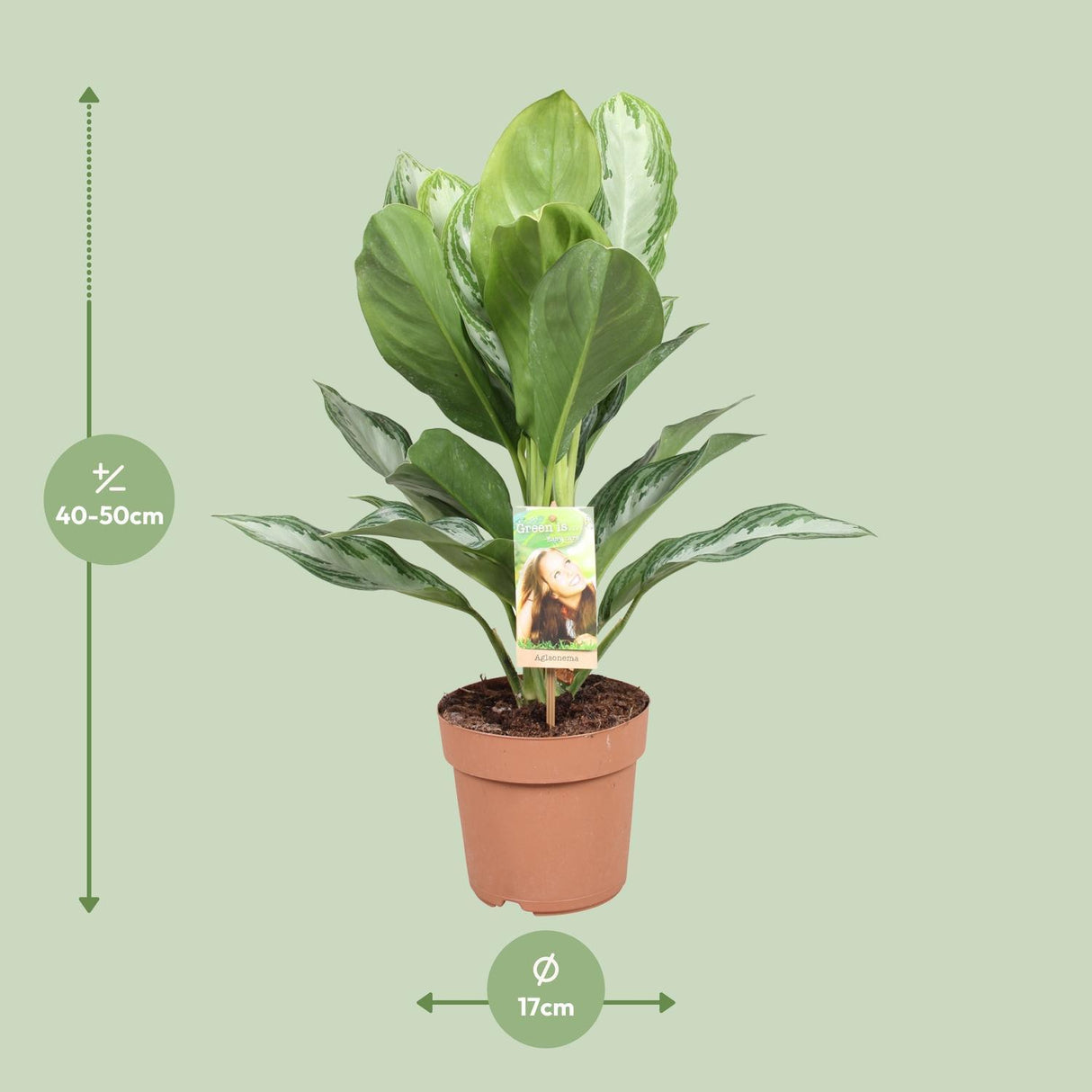 Aglaonema Silver Bay (Chinese Evergreen) in a 17cm pot with a height of 55cm, featuring broad, silvery-green leaves with darker green edges, displayed against a neutral background.