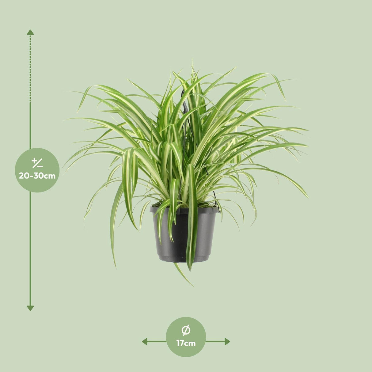 Chlorophytum Comosum Variegatum