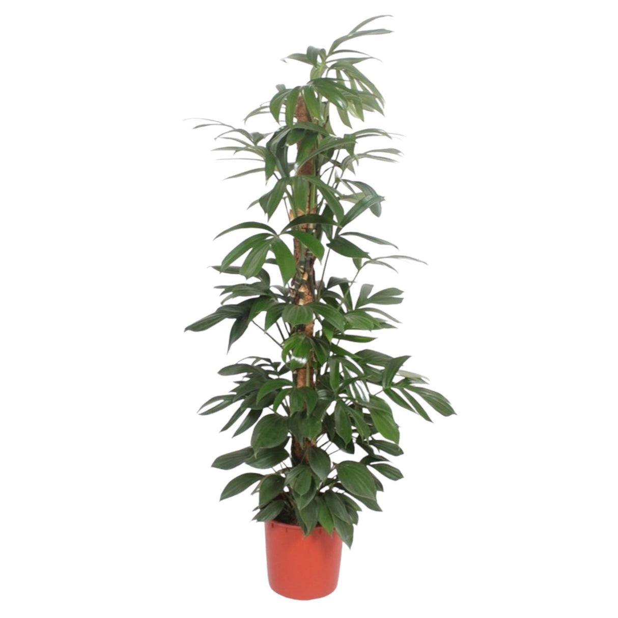 Philodendron Dragon Tail moss stick