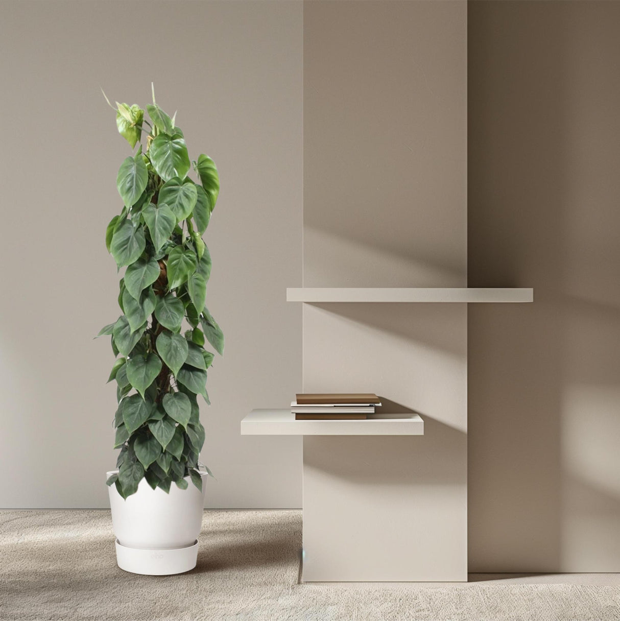 Philodendron Scandens Moss stick