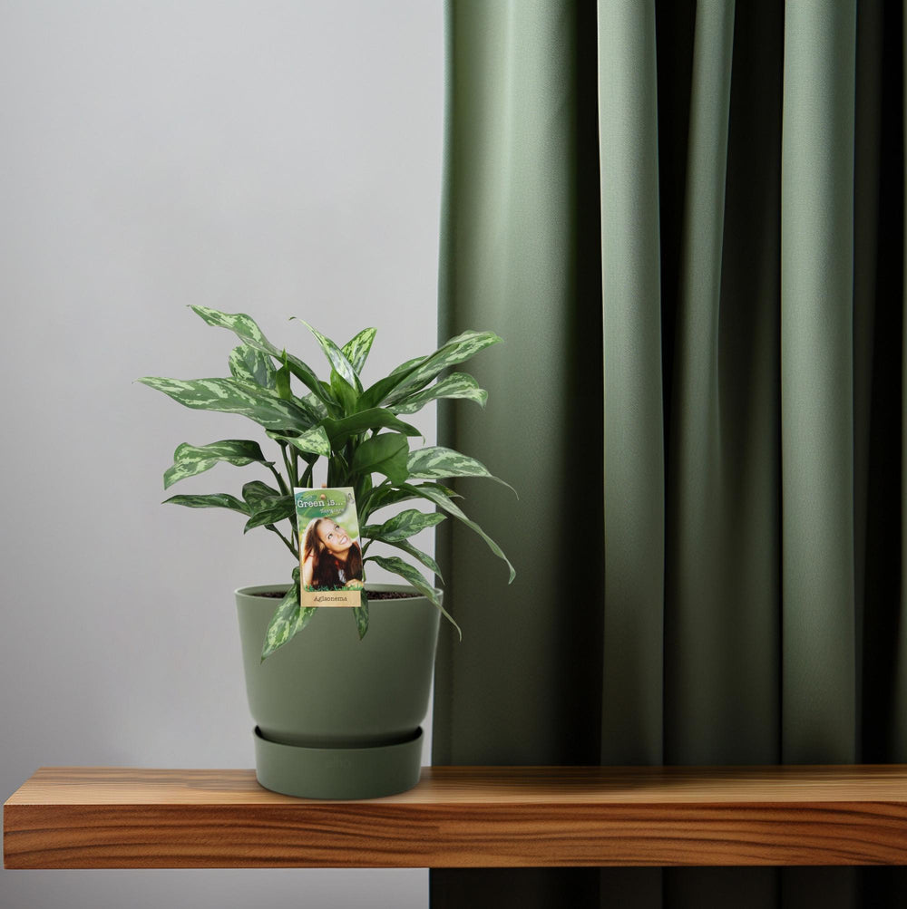 Aglaonema Maria in a 17 cm pot, 40 cm tall, showcasing lush, green leaves with elegant variegation.