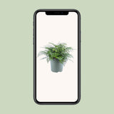 Asplenium Parvati - Ø27cm - ↕50cm