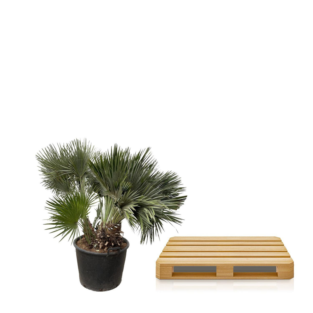 Chamaerops Humilis Compact