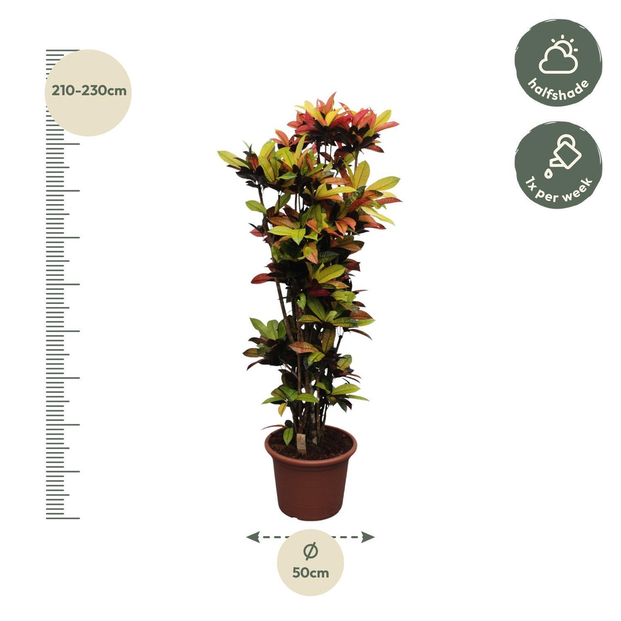 Codiaeum Iceton (Croton Iceton)