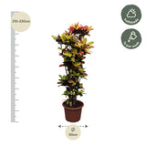 Codiaeum Iceton (Croton Iceton)