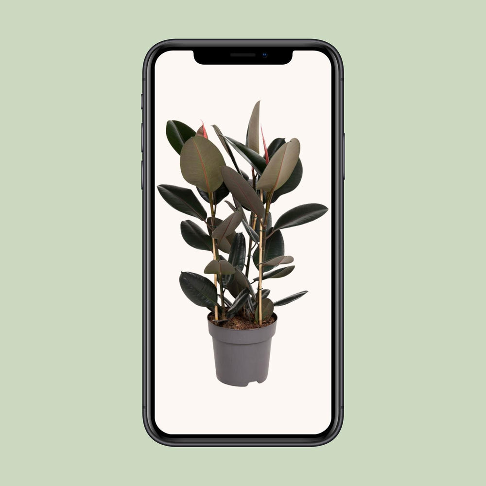 Ficus Elastica Abidjan