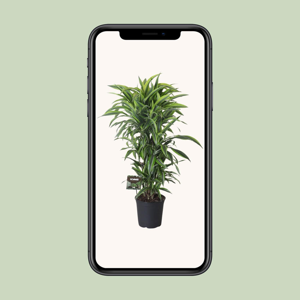 Dracaena Fragrans Lemon Lime Vertakt