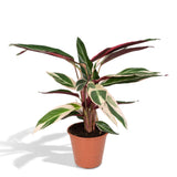 Calathea Triostar - Peacock Plant