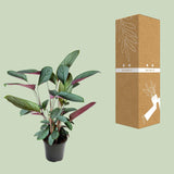 Ctenanthe Setosa