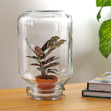 Calathea makoyana - Mini-ecosysteem
