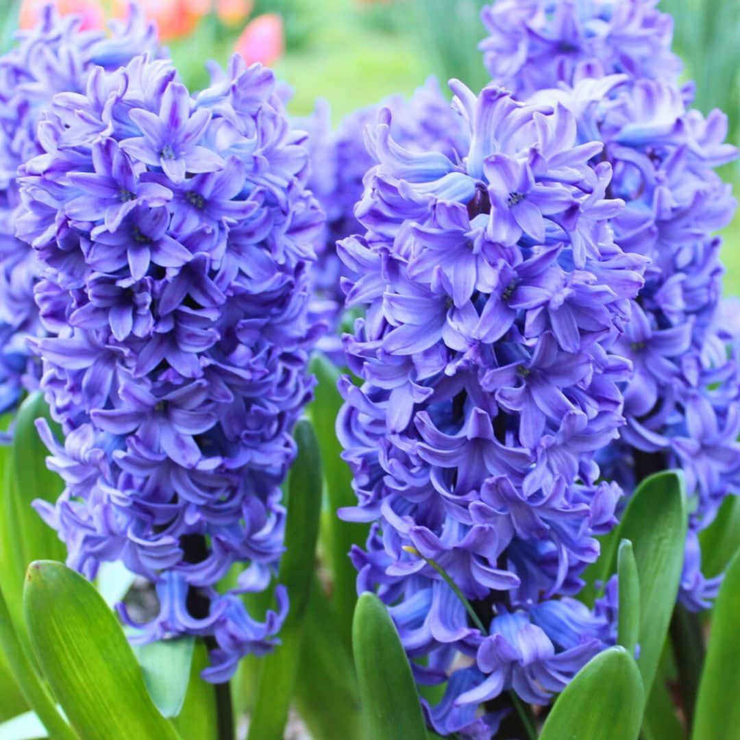 Blomsterløg Amsterdam - Delft Blue - 10 bloembollen - Maat 14/15 