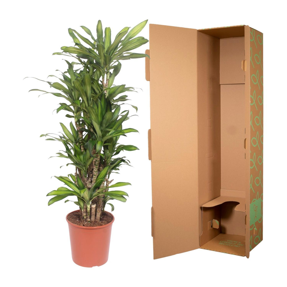 Dracaena Eve