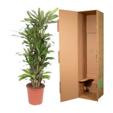 Dracaena Eve