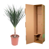 Dracaena Draco