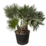 Chamaerops Humilis Compact