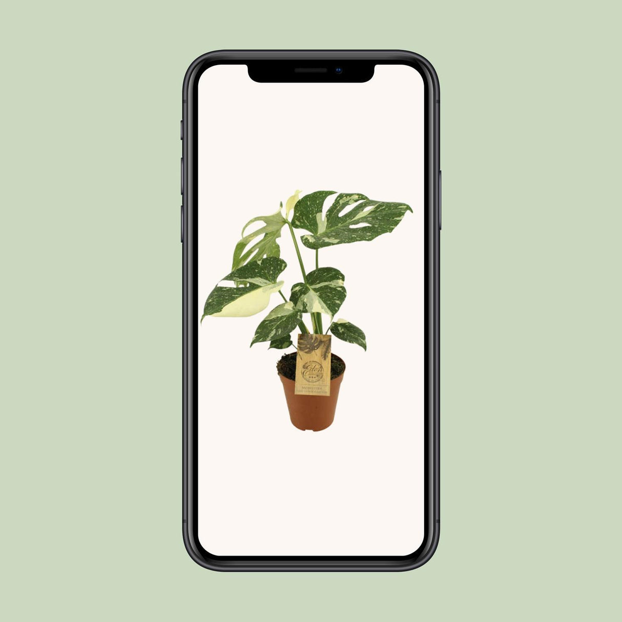Monstera Thai Constellation