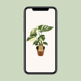 Monstera Thai Constellation