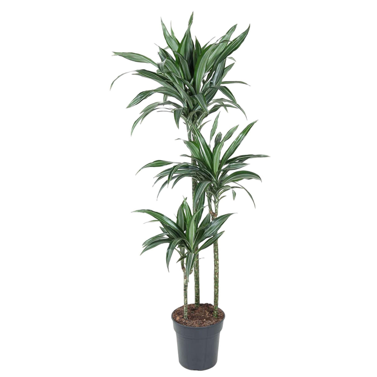 Dracaena Ulises