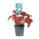 Caladium stang - Ø12cm - ↕25cm