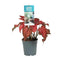 Plant Showcase