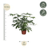 Philodendron Green Wonder