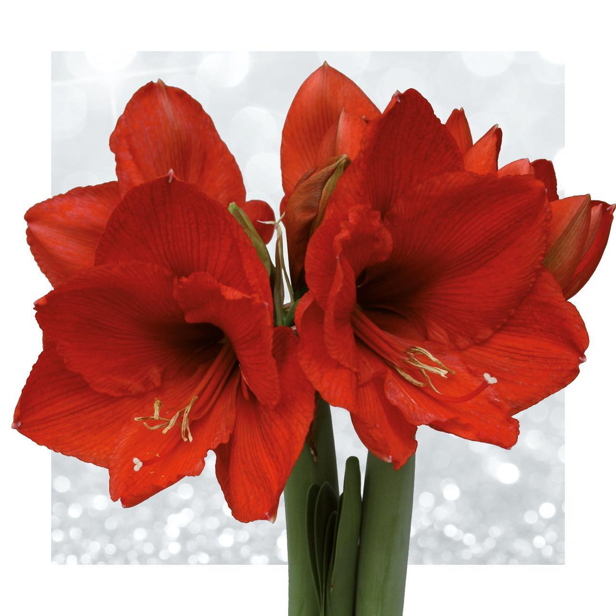 Rød blomst uden vand (6 stk.)