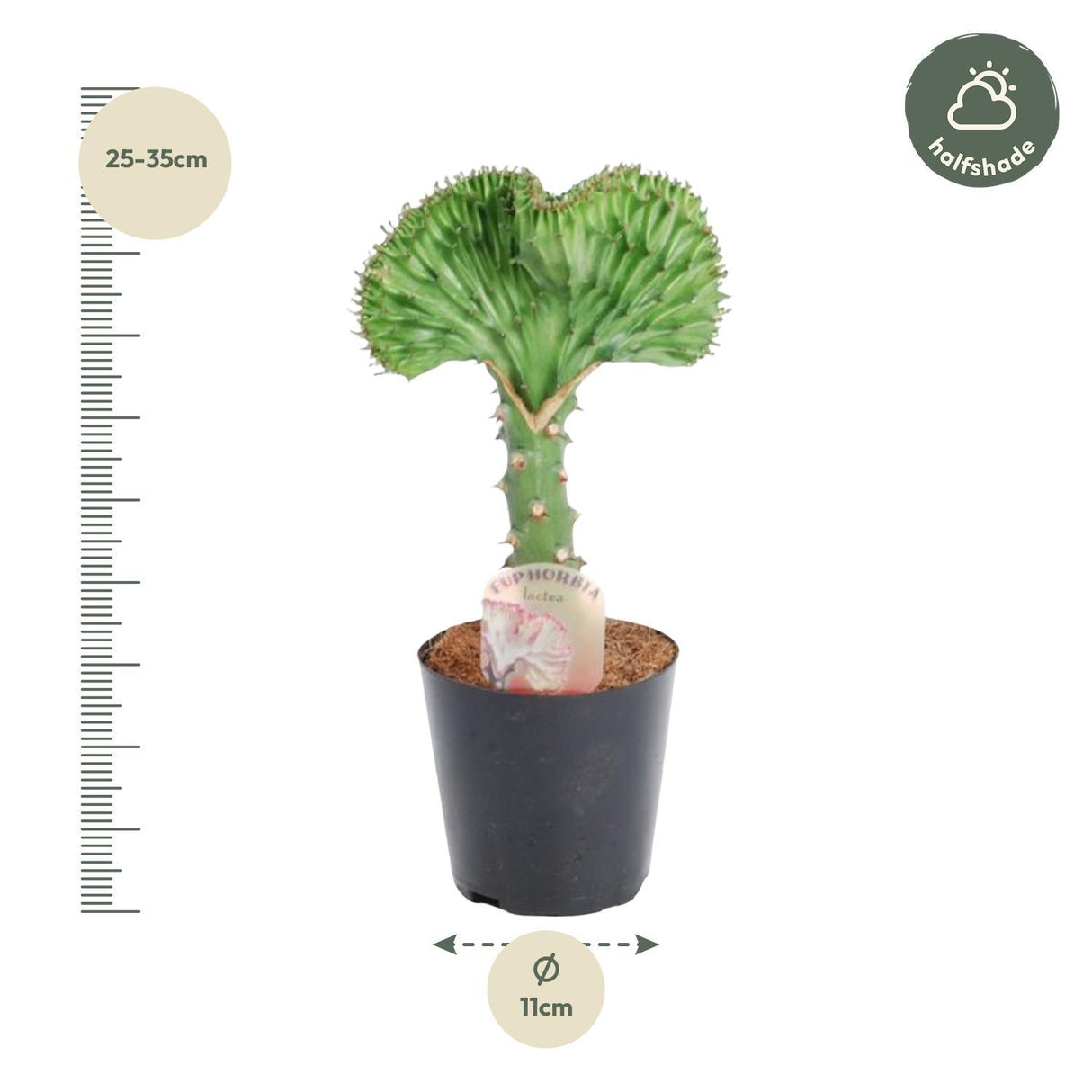 Euphorbia lactea Cristata green